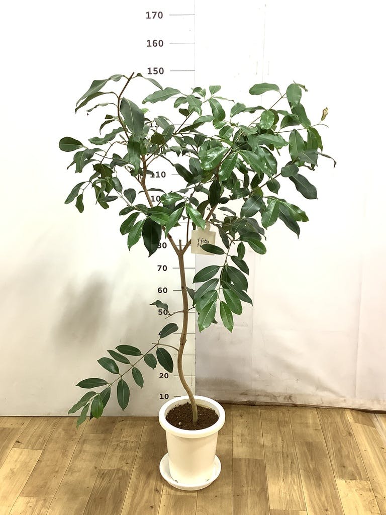 観葉植物 アマゾンオリーブ (ムラサキフトモモ) 8号 プラスチック鉢