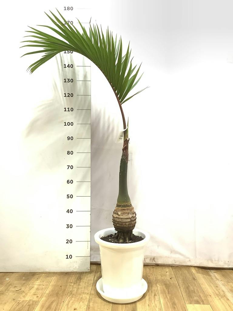 観葉植物 トックリヤシ 10号 プラスチック鉢 | 観葉植物ならHitoHana