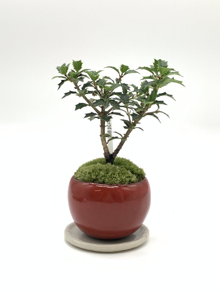 ヒイラギ | お花と植物の通販 HitoHana（ひとはな）