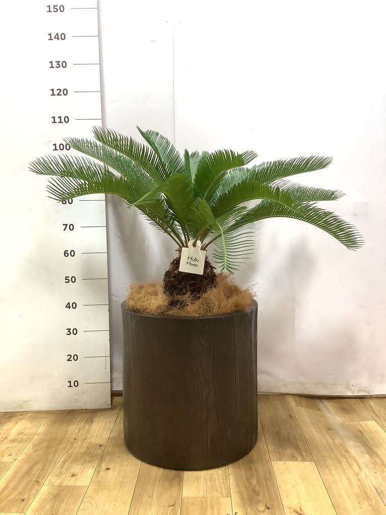ソテツ 10号 | 観葉植物 | インテリアやギフトに - Hitohana（ひとはな）