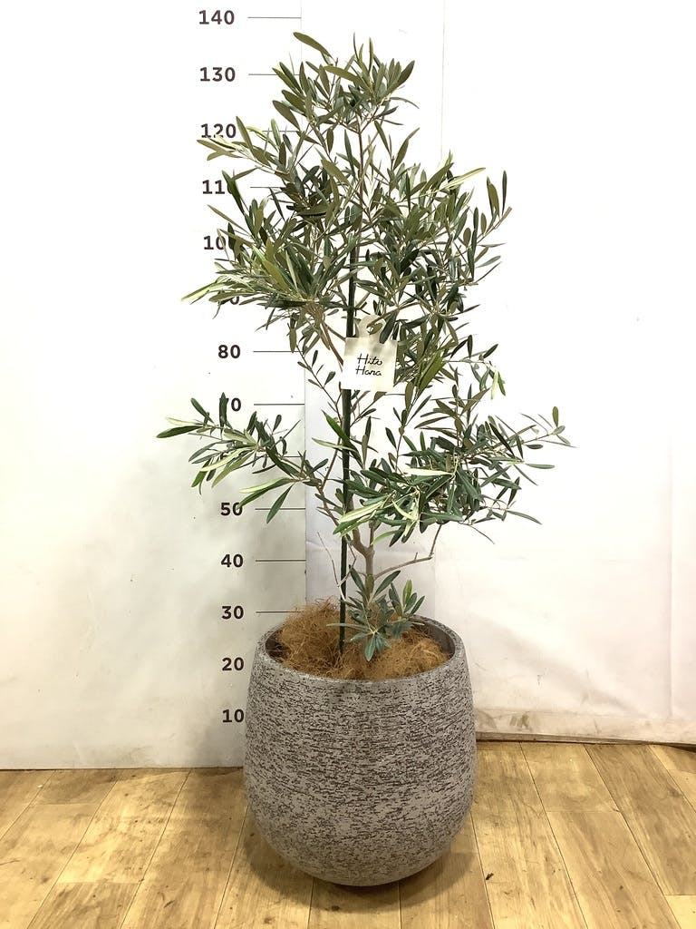 オリーブの木 デルモロッコ | 観葉植物通販HitoHana(ひとはな)