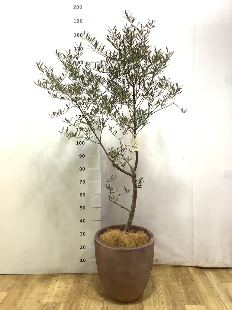 オリーブの木 チプレッシーノ | 観葉植物 | 送料無料でお届け