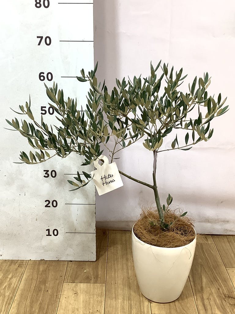 オリーブの木 5号 | 観葉植物の通販ならHitoHana（ひとはな）