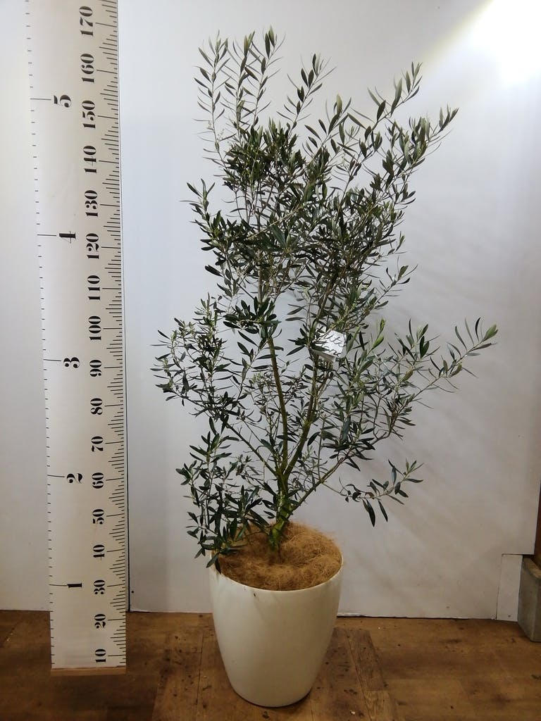 オリーブの木 シプレッシーノ 165cm❗ 大型10号 美形 綺麗な葉色 鉢植 souju】香川県産オリーブの木 シプレッシーノ 3号鉢 | 橋本種苗園