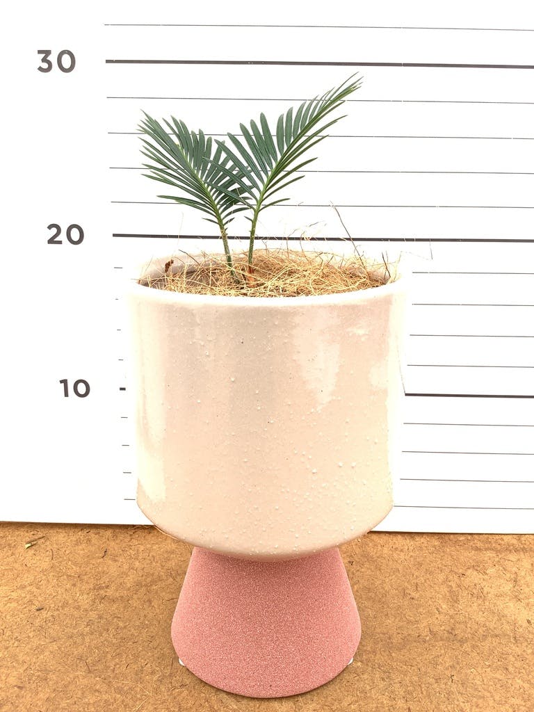 観葉植物 ソテツ 3号 実生 プラスチック鉢 | 観葉植物ならHitoHana