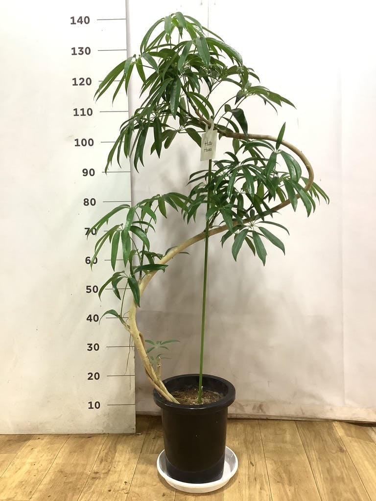 観葉植物 シェフレラ アンガスティフォリア 8号 曲り プラスチック鉢