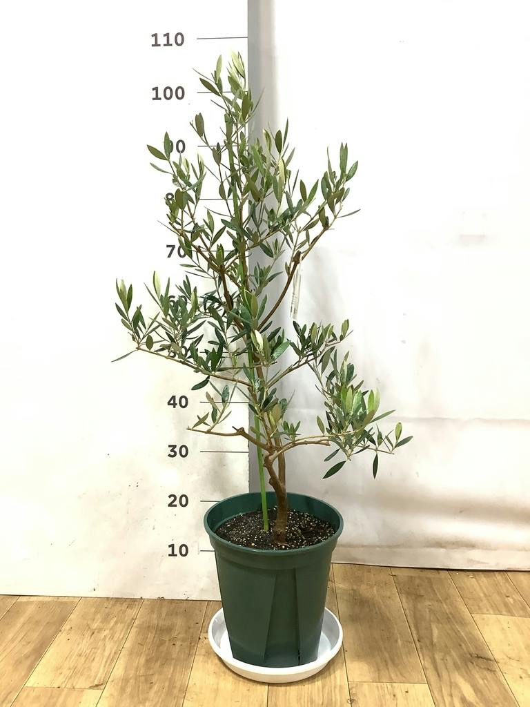 観葉植物 オリーブの木 8号 オヒブランカ プラスチック鉢 / 小倉園