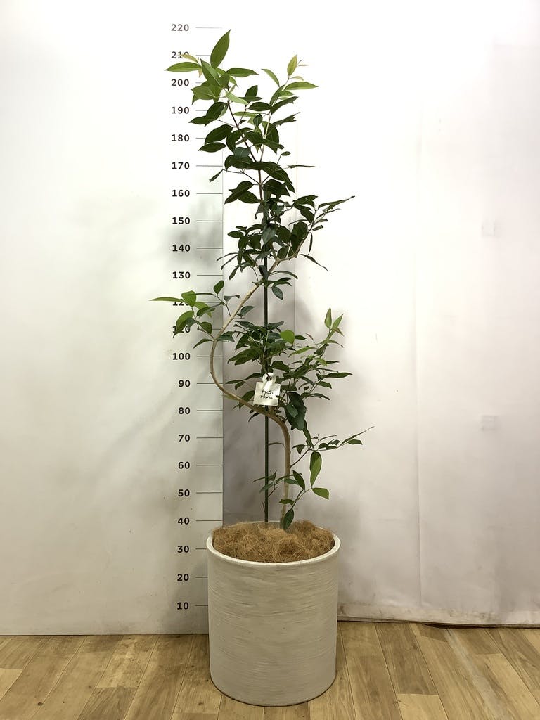 観葉植物 アマゾンオリーブ (ムラサキフトモモ) 10号 アルマ ミドル