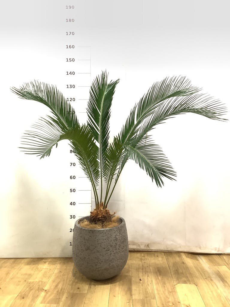 ソテツ 8号 | 観葉植物 | インテリアやギフトに - Hitohana（ひとはな）