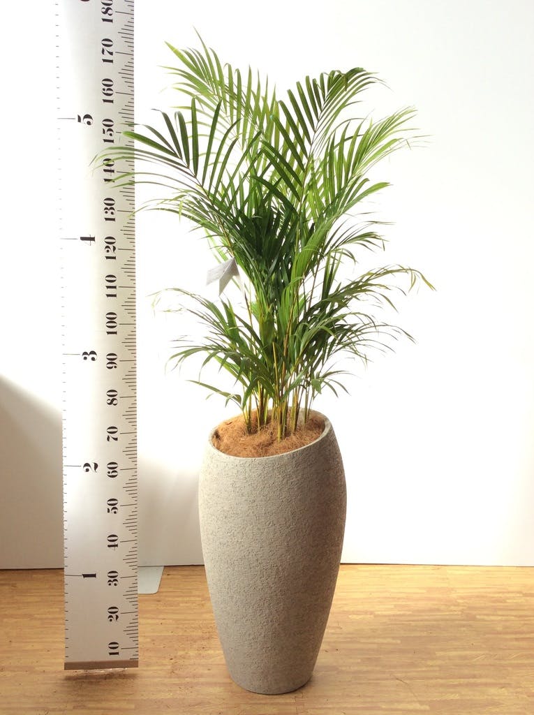 観葉植物 アレカヤシ 8号 アートストーン ラウンド グレー 付き | 観葉