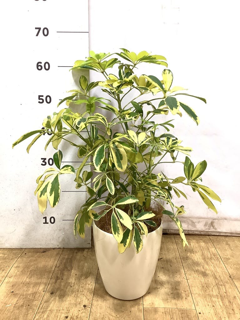 観葉植物 シェフレラ（カポック） 5号 斑入り ラスターポット 付き