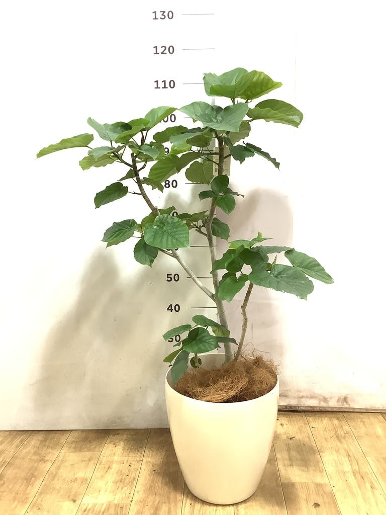 観葉植物 フィカス ウンベラータ 8号 ノーマル サブリナ 白 付き