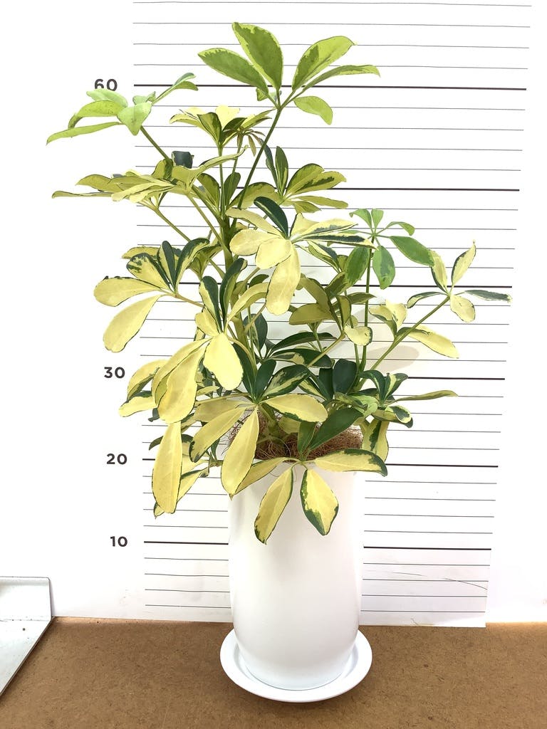観葉植物 シェフレラ（カポック） 4号 斑入り ルーツ 15 K ブラック