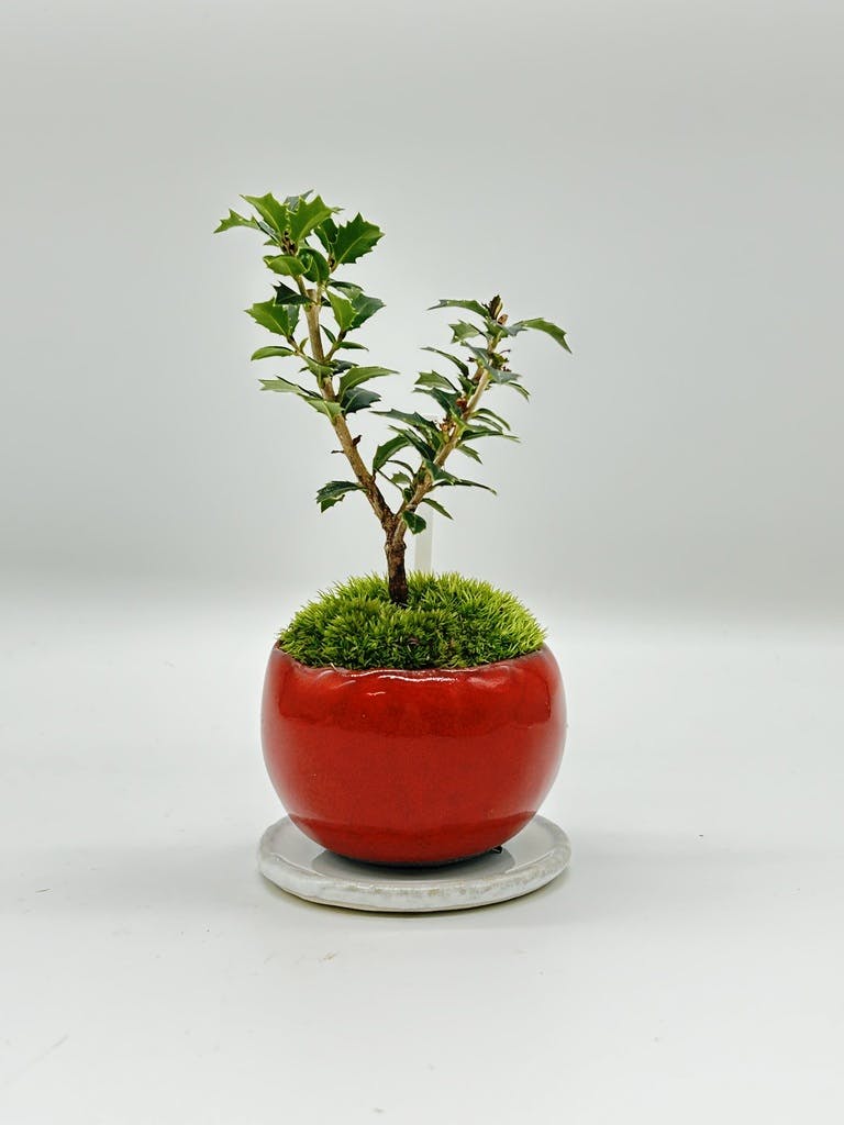 ヒイラギ | お花と植物の通販 HitoHana（ひとはな）