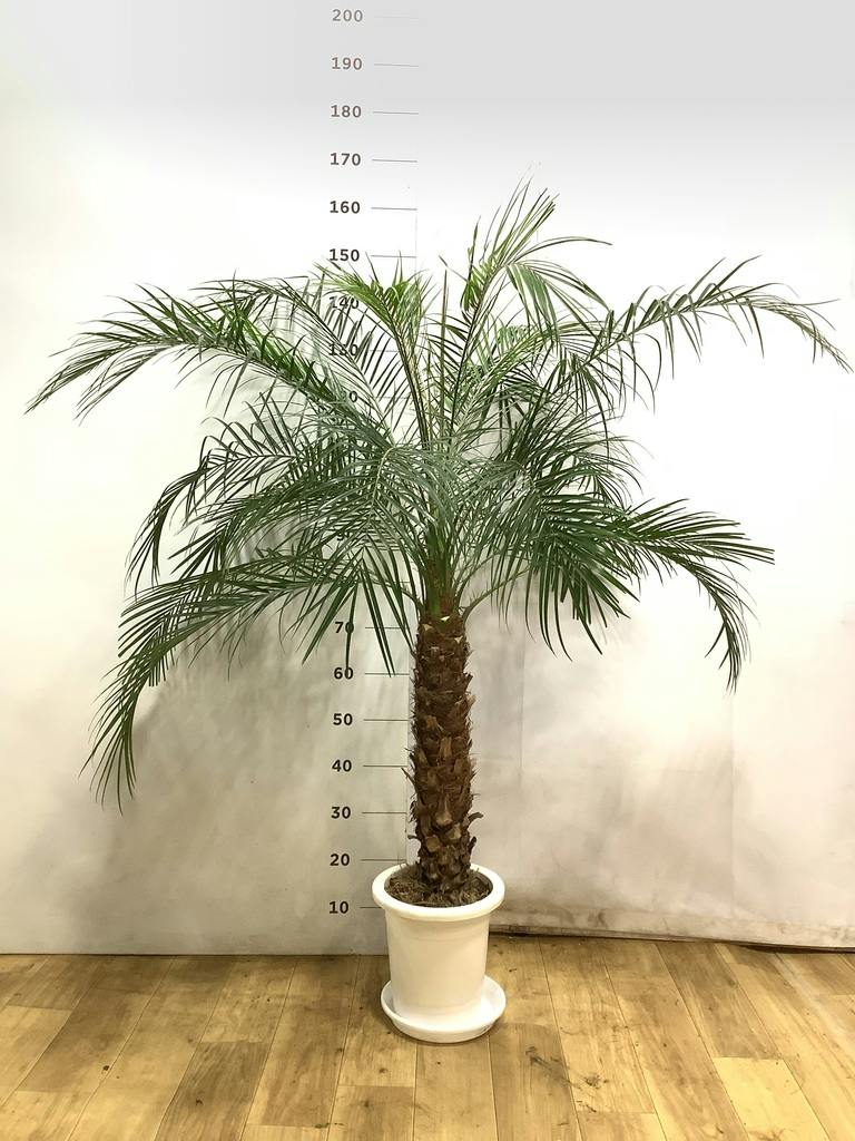 観葉植物 フェニックスロベレニー 8号 プラスチック鉢 | 観葉植物なら