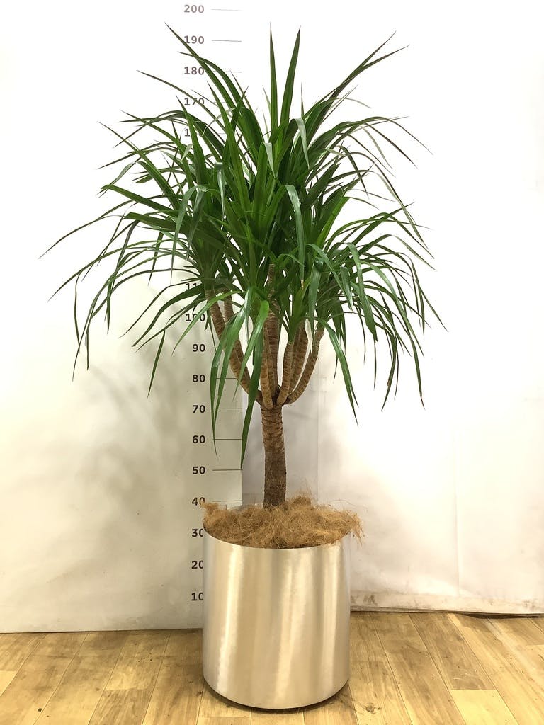 ドラセナ カンボジアーナ | 観葉植物通販HitoHana(ひとはな)