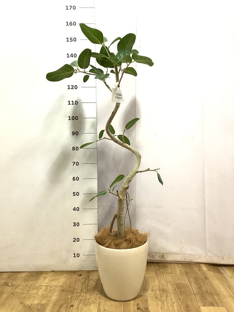観葉植物 フィカス ベンガレンシス 8号 曲り ライム ドゥオ ユーポット