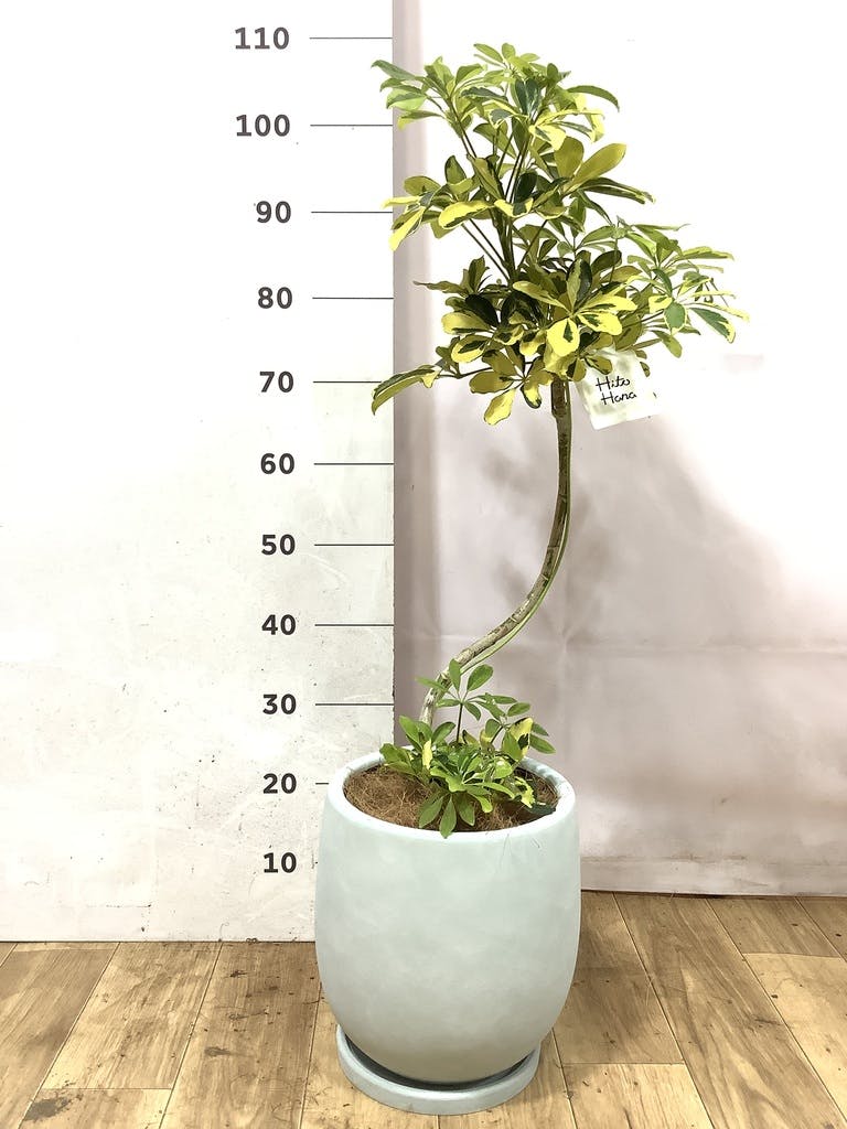 観葉植物 シェフレラ（カポック） 7号 ハッピーイエロー 曲り