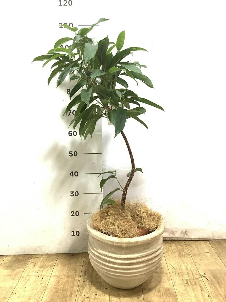 観葉植物 フィカス アムステルダムキング 7号 曲り プラスチック鉢