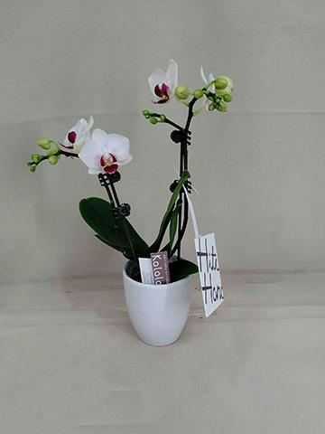 ミニ胡蝶蘭 ピンク 花笑み 2本立ち 陶器（白）鉢付き | 胡蝶蘭なら