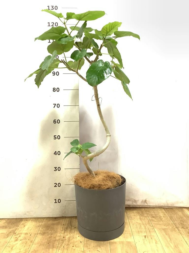 観葉植物 フィカスウンベラータ 7号 曲り プラスチック鉢 | 観葉植物