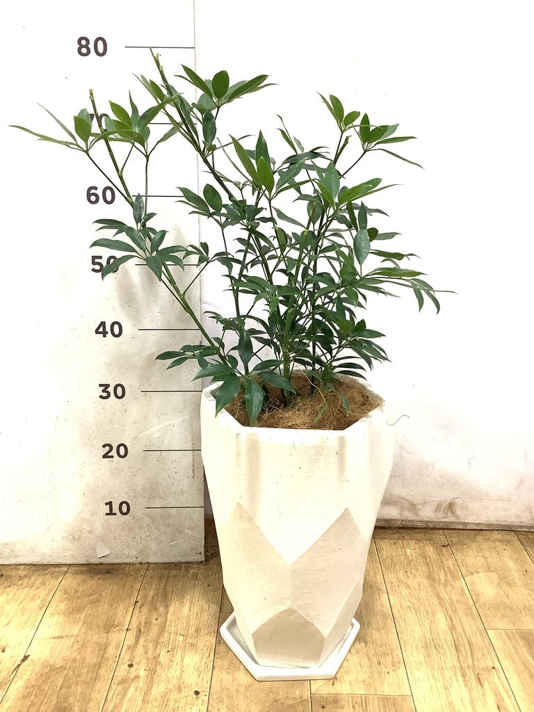 シェフレラ コンパクタ 5号 | 観葉植物通販 HitoHana（ひとはな）