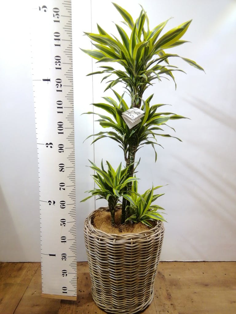 観葉植物 ドラセナ ワーネッキー レモンライム 10号 モンデリック