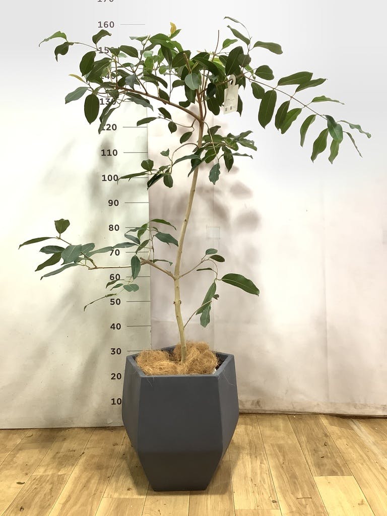 アマゾンオリーブ (ムラサキフトモモ) | 観葉植物通販HitoHana(ひとはな)