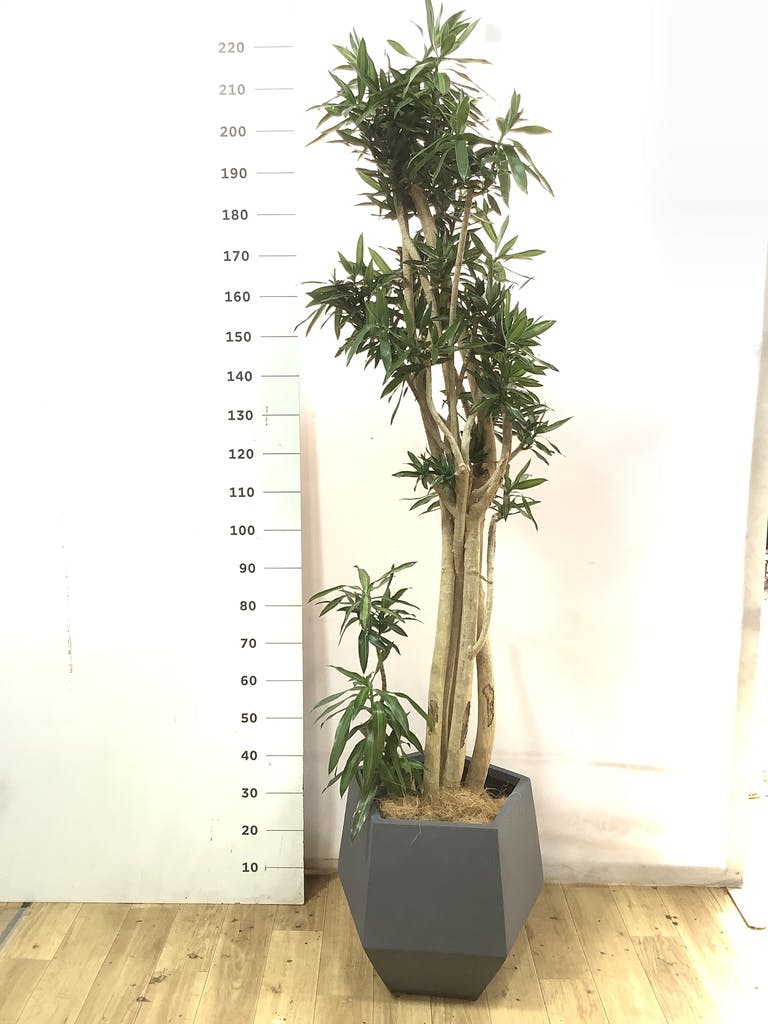 ドラセナ ソング オブ ジャマイカ 10号 | 観葉植物 | インテリアや