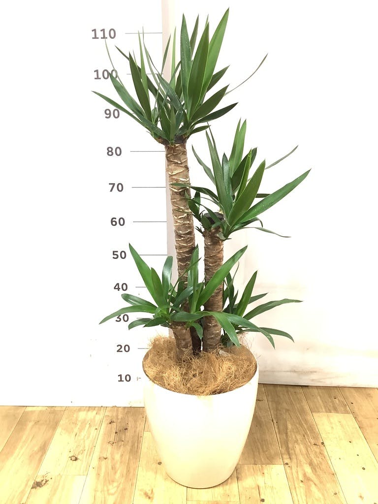 ユッカ 大型 | 観葉植物通販HitoHana(ひとはな)