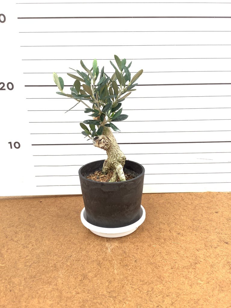 観葉植物 オリーブの木 3号 創樹プラスチック鉢 | 観葉植物なら