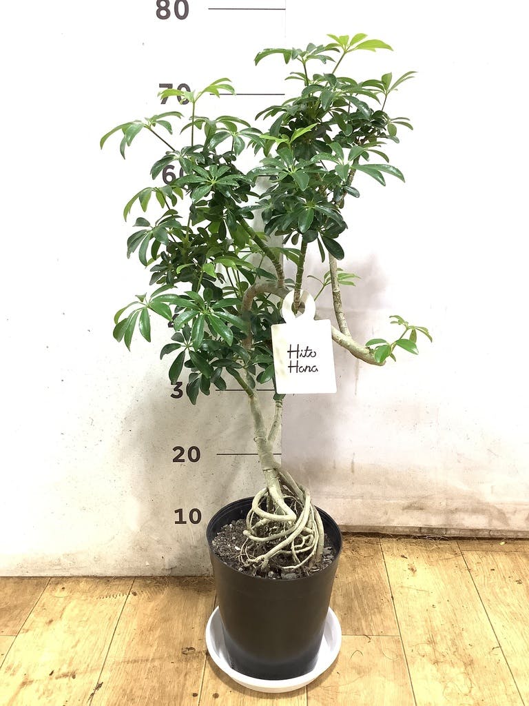 観葉植物 シェフレラ（カポック） 6号 根あがり プラスチック鉢 | 観葉