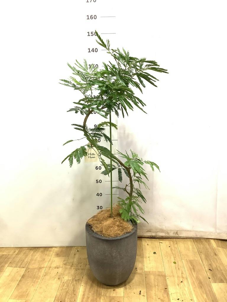 観葉植物 エバーフレッシュ 8号 曲り アートストーン トールラウンド