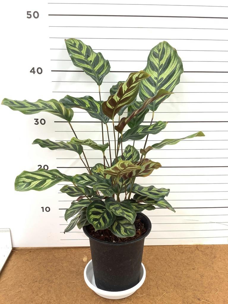 観葉植物 カラテア マコヤナ 4号 マコヤナ プラスチック鉢 | 観葉植物