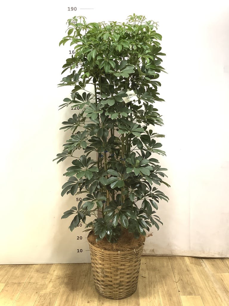 観葉植物 シェフレラ（カポック） 10号 ノーマル 竹バスケット 付き
