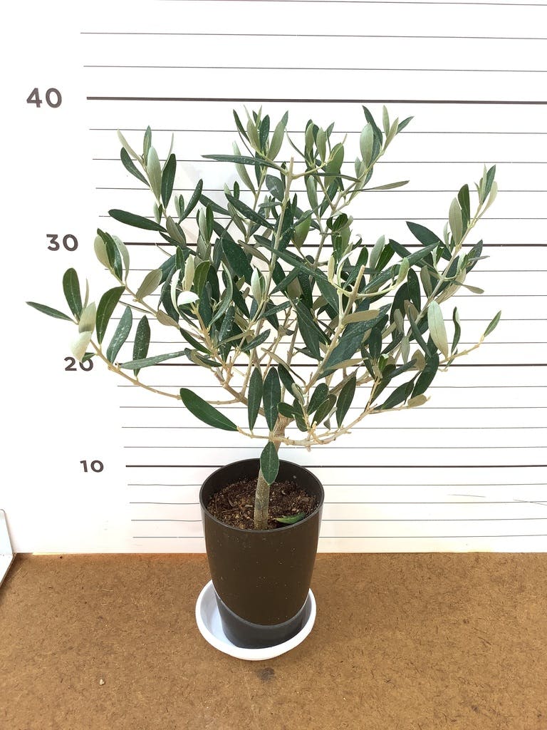 オリーブの木一本立ち 約3メートル 大鉢 観葉植物 オリーブの木 3号 創樹プラスチック鉢 | 観葉植物なら