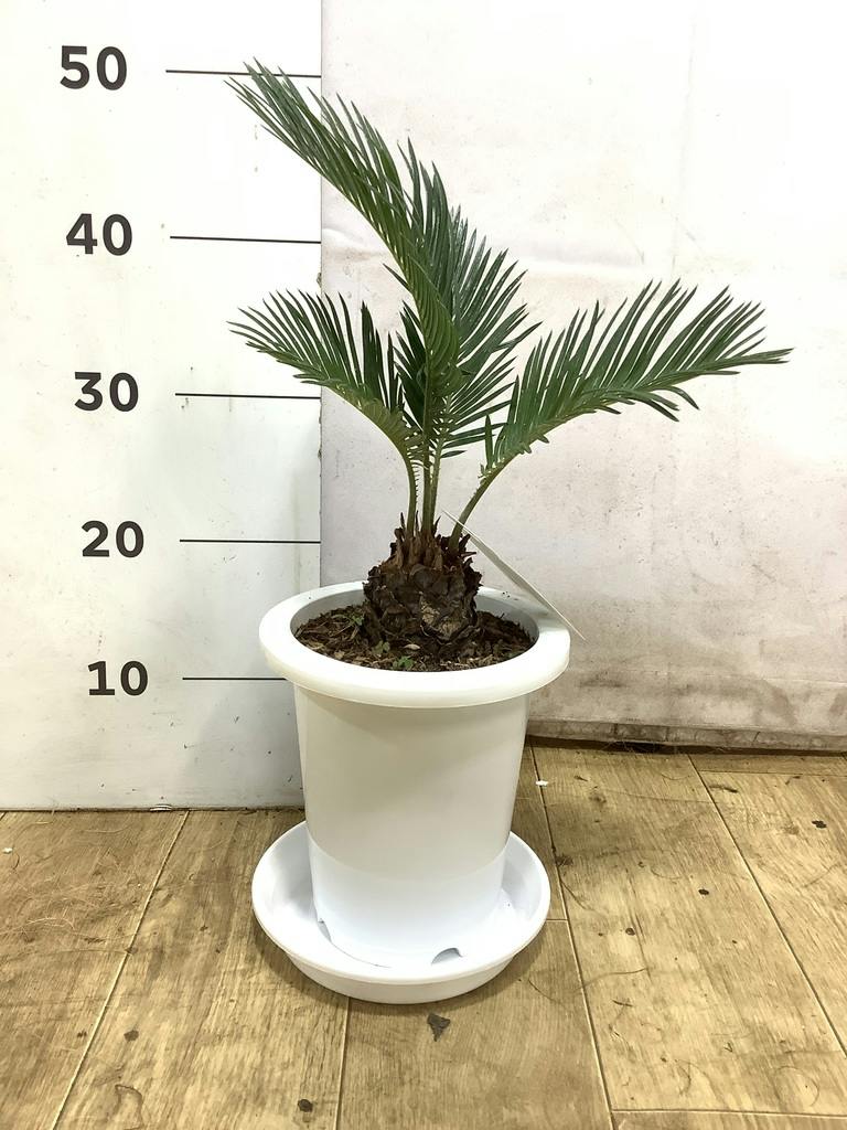 観葉植物 ソテツ 6号 プラスチック鉢 | 観葉植物ならHitoHana(ひとはな)