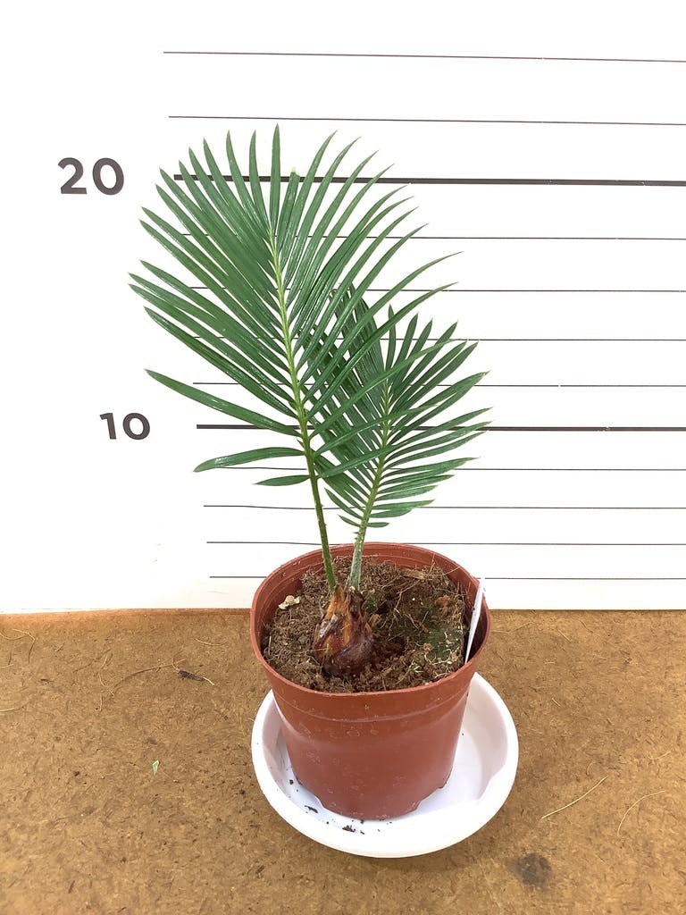 ピョンピョンソテツ(3) 10号プラ鉢付き 全体の高さ83 cm程 観葉植物 ソテツ 3号 実生 プラスチック鉢 | 観葉植物ならHitoHana