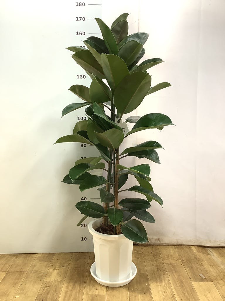 観葉植物 フィカス ロブスター 10号 ストレート 竹バスケット 付き