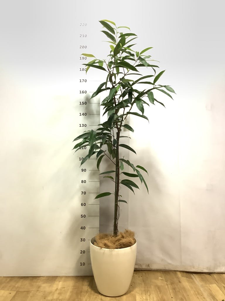 フィカス アムステルキング 10号 | 観葉植物通販HitoHana(ひとはな)