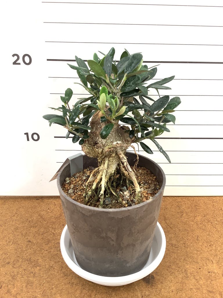観葉植物 オリーブ 4号 創樹 盆栽仕立て | 観葉植物ならHitoHana(ひとはな)