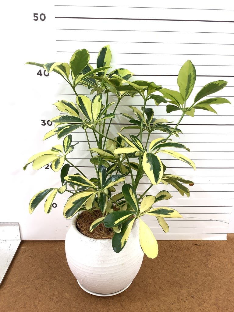 観葉植物 シェフレラ（カポック） 4号 斑入り ルーツ 15 K ブラック
