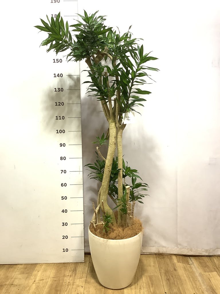 ドラセナ ソング オブ ジャマイカ | 観葉植物 | インテリアやギフトに
