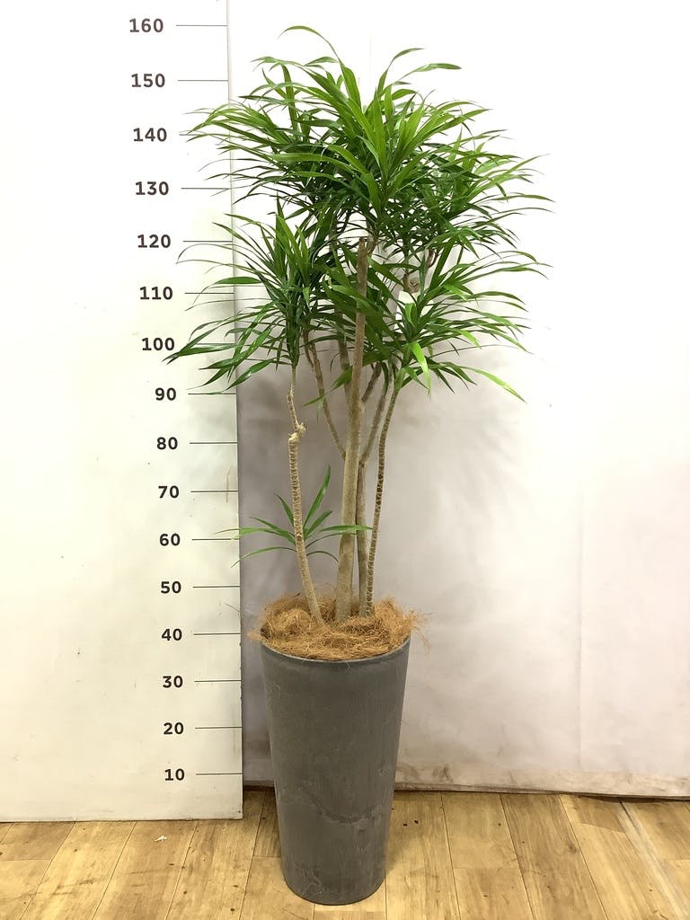 ドラセナ リフレクサ | 観葉植物通販HitoHana(ひとはな)