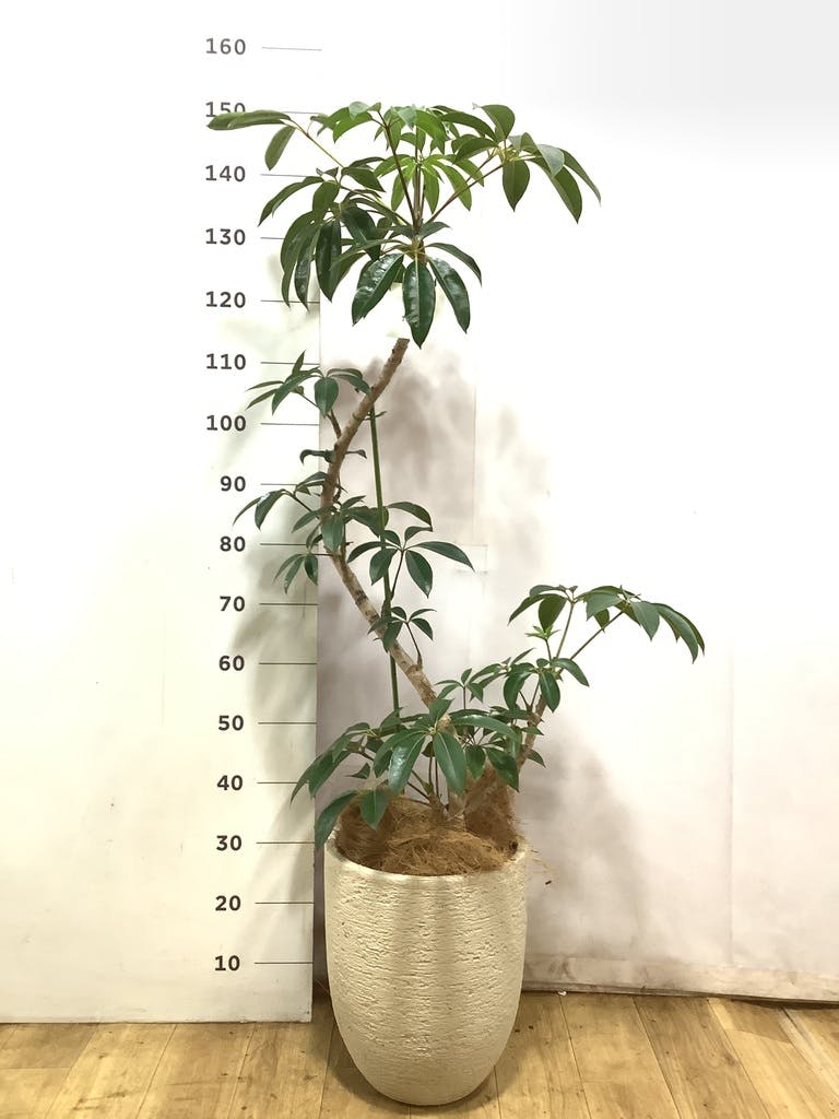 ツピダンサス 8号 | 観葉植物通販HitoHana(ひとはな)