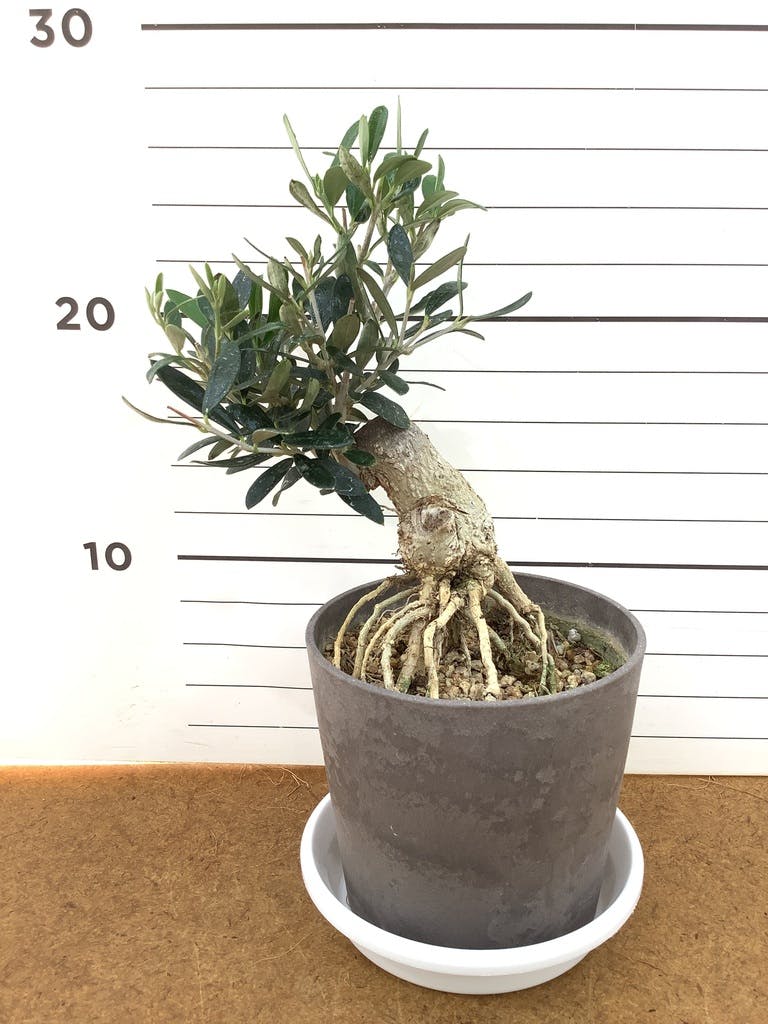 観葉植物 オリーブ 4号 創樹 盆栽仕立て | 観葉植物ならHitoHana(ひとはな)