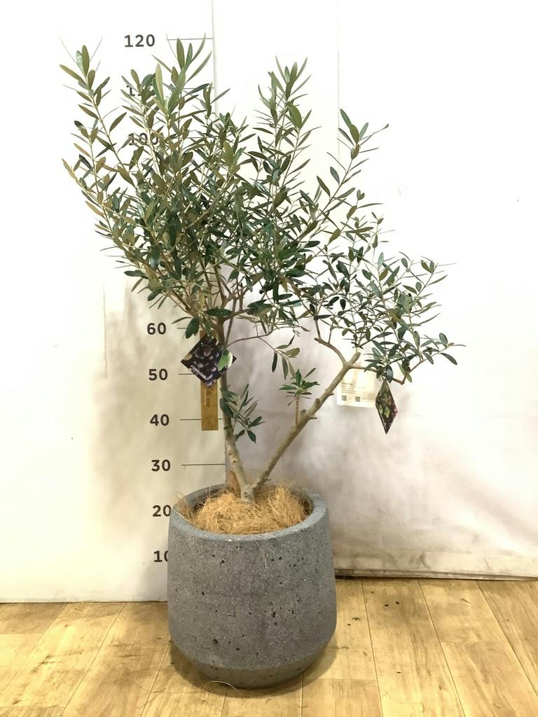 観葉植物 オリーブ 7号 創樹 オリーミー プラスチック鉢 | 観葉植物