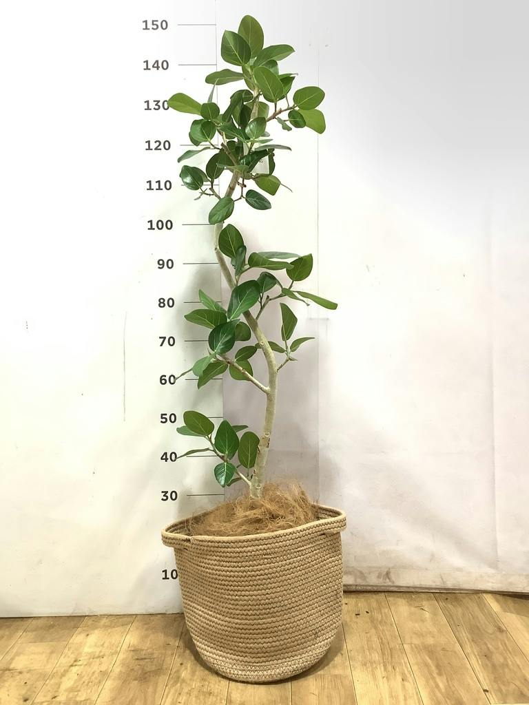 観葉植物 フィカス ベンガレンシス 8号 曲り プラスチック鉢 | 観葉