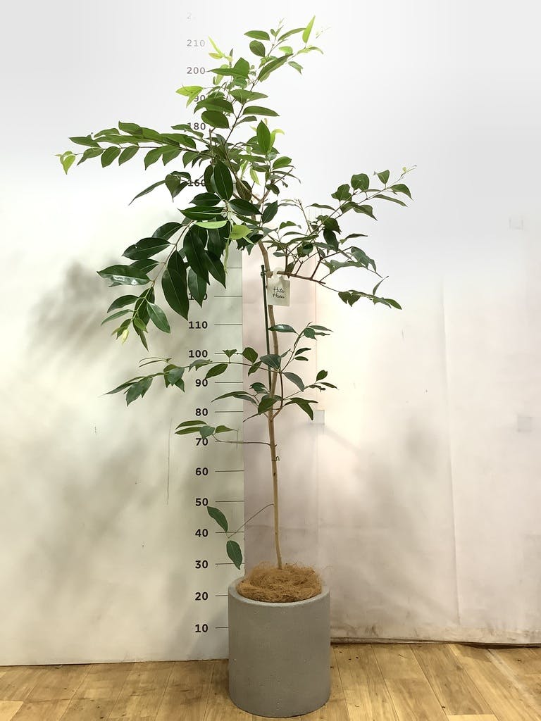 観葉植物 アマゾンオリーブ (ムラサキフトモモ) 8号 アルマジャー 黒
