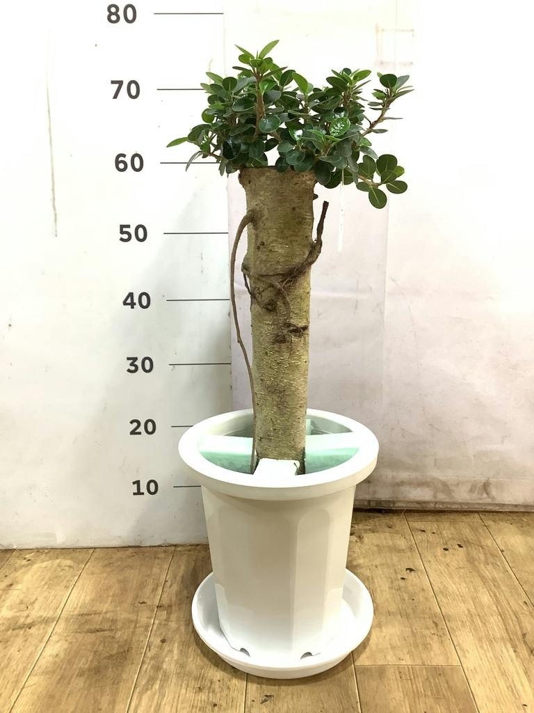 観葉植物 ガジュマル 8号 パンダ 朴仕立て プラスチック鉢 | 観葉植物